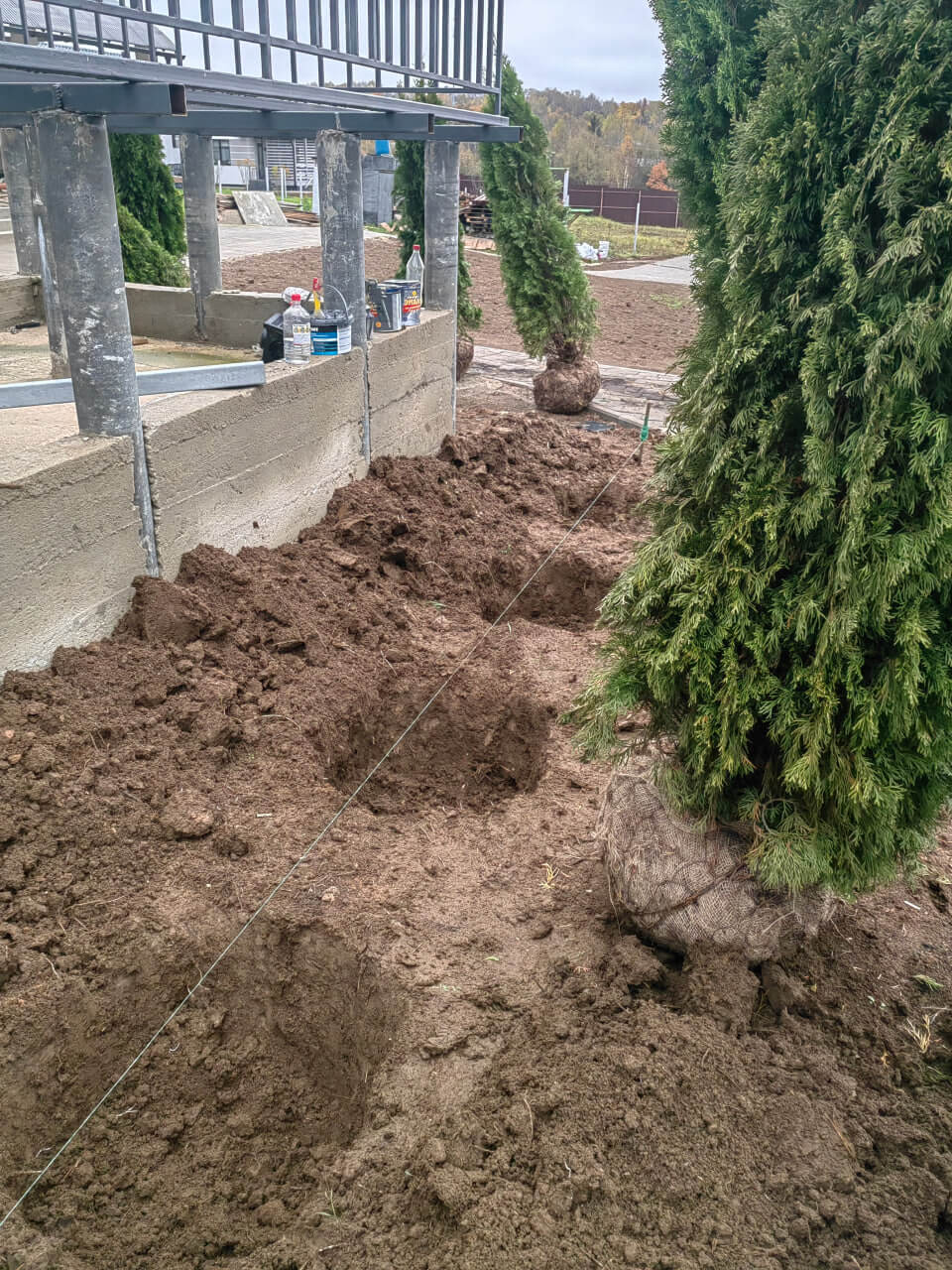 Весенняя посадка декоративных кустарников и многолетних цветов