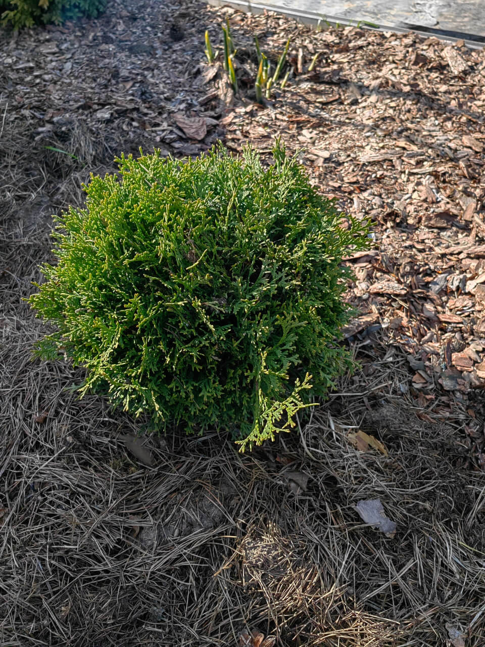 Уход за садом: профессиональное мульчирование сосновой корой почвы на участке