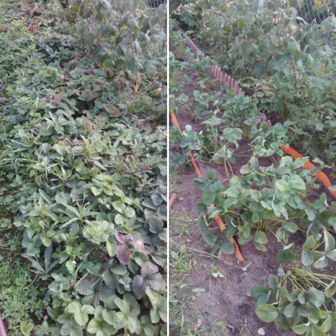 Прополка сорняков и приведение в порядок приствольных кругов деревьев