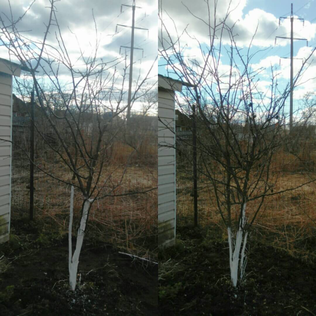 Формовочная и санитарная обрезка сада, декоративных кустарников и создание живых изгородей